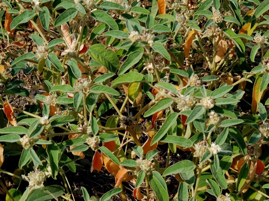 {Croton capitatus}